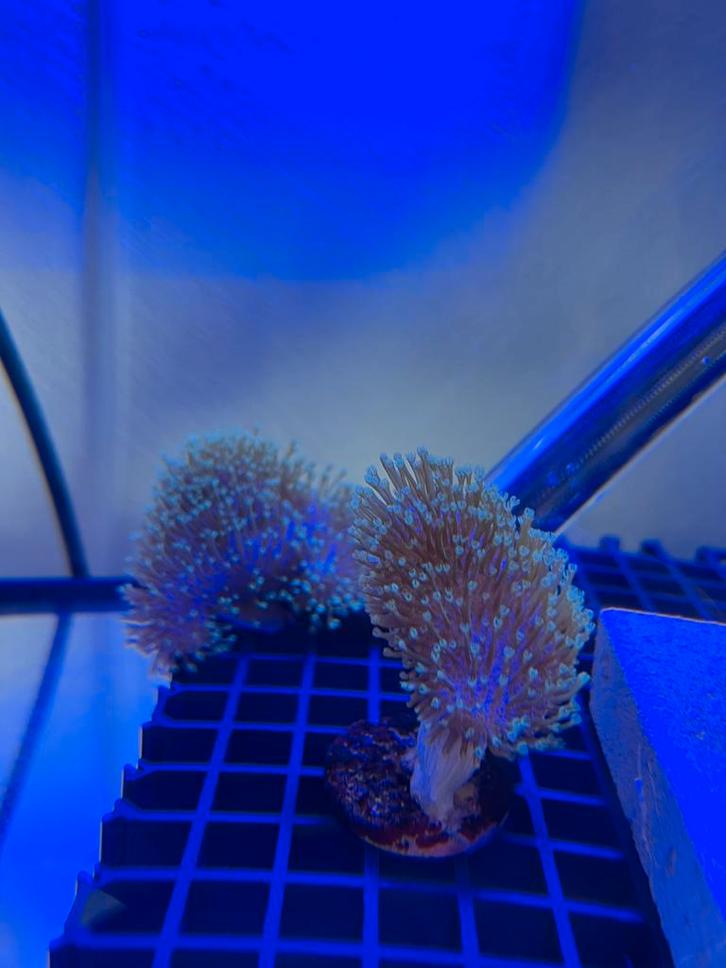 Leder koraal stekjes., Dieren en Toebehoren, Vissen | Aquaria en Toebehoren, Zo goed als nieuw, Plant(en), Steen of Hout, Ophalen