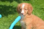 Nova Scotia duck Tolling retriever of Toller pups, België, 15 weken tot 1 jaar, Overige rassen, Meerdere