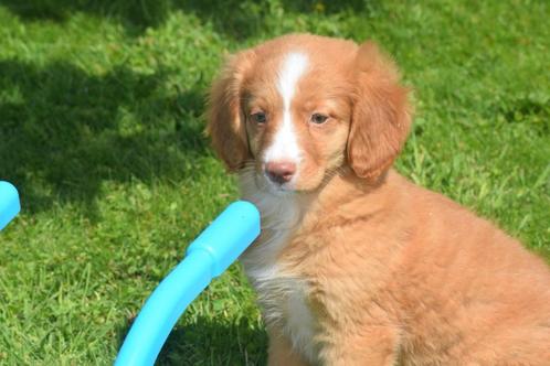 Nova Scotia duck Tolling retriever of Toller pups, Dieren en Toebehoren, Honden | Retrievers, Spaniëls en Waterhonden, Meerdere dieren