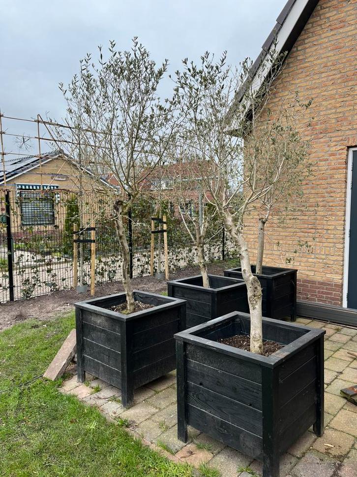 4 olijfbomen in plantenbak + hoezen voor de winter, Tuin en Terras, Planten | Bomen, Olijfboom, 250 tot 400 cm, Volle zon, Lente