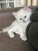 Prachtig lynx ragdoll kittens!, Meerdere dieren, Ontwormd, 0 tot 2 jaar