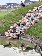 Muskus eenden, Dieren en Toebehoren, Pluimvee