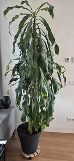 Kamerplant dracaena (drakenbloedboom), Huis en Inrichting, Kamerplanten, Ophalen, 200 cm of meer, Palm, Halfschaduw