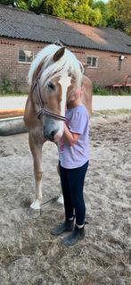 Haflinger Hengst, E pony (1.48m - 1.57m), Hengst, 3 tot 6 jaar, Onbeleerd