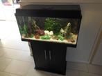 complete juwel aquarium/kastcombinatie 80 cm (gevuld/vissen), Ophalen, Gebruikt, Gevuld zoetwateraquarium