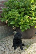 Labradoodle pup F3 kleine medium reu zwart, Dieren en Toebehoren, Honden | Retrievers, Spaniëls en Waterhonden, CDV (hondenziekte)
