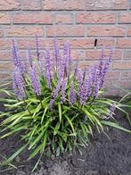 Paarse Liriope Moneymaker grassen, Halfschaduw, Zomer, Vaste plant, Siergrassen