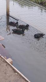 Trio zwarte kwakers, Dieren en Toebehoren, Meerdere dieren, Eend