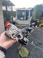 Serama hen, Dieren en Toebehoren, Pluimvee, Vrouwelijk, Kip