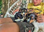 BOERENFOX - JACKRUSSEL PUPS, 8 tot 15 weken, Meerdere, Meerdere dieren, Klein