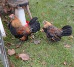 Hollandse Kriel Haantje, Dieren en Toebehoren, Pluimvee, Mannelijk, Kip