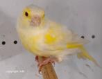 Satinet en lutino groenlingen., Dieren en Toebehoren, Vrouwelijk, Wildzangvogel, Geringd