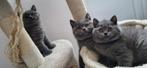 100% BRITSE korthaar kittens, Meerdere dieren, Ontwormd, 0 tot 2 jaar