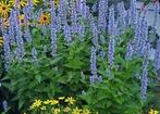 Agastache Bleu Fortune in p9 pot., Vaste plant, Halfschaduw, Zomer, Ophalen