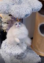 Ragdoll kittens Te Koop met 2 Jaar Garantie, Meerdere dieren, Gechipt, 0 tot 2 jaar