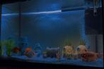 Aquarium 60 liter, Dieren en Toebehoren, Vis