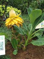 🪷 Gouden lotusbanaan- Musella lasiocarpa, Ophalen, Zomer, Overige soorten, Volle zon