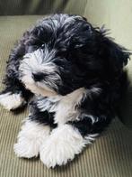 Malthezer pups te koop, Dieren en Toebehoren, Honden | Niet-rashonden, 8 tot 15 weken, Meerdere, Meerdere dieren, Klein