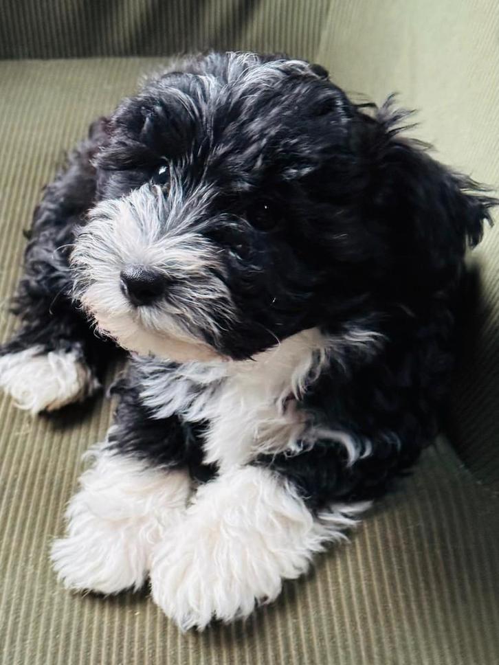 Malthezer pups te koop, Dieren en Toebehoren, Honden | Niet-rashonden, Klein, Meerdere dieren, Particulier, Meerdere, Nederland