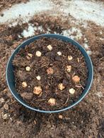 Alocasia Venom Bulbs, Huis en Inrichting, Kamerplanten, Ophalen of Verzenden, Overige soorten, Minder dan 100 cm