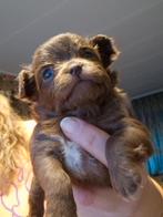 Choco bruine puppy's Toypoedel & Chihuahua, Dieren en Toebehoren, Poedel, Meerdere, Meerdere dieren, Nederland