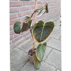 Philodendron Gigas, Huis en Inrichting, Kamerplanten, Ophalen, Overige soorten, Halfschaduw, Minder dan 100 cm