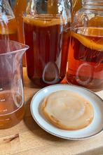 Scoby + startersvloeistof, Ophalen