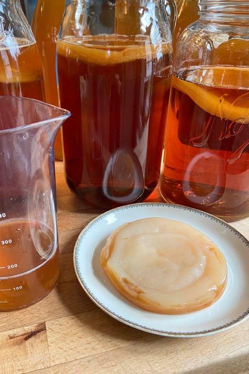 Scoby + startersvloeistof, Diversen, Levensmiddelen, Ophalen