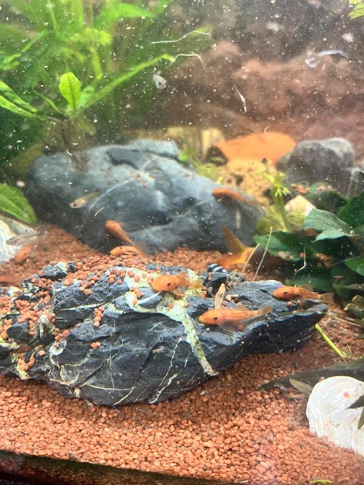 Partij ancistrus red per 10 stuks, Dieren en Toebehoren, Vissen | Aquariumvissen, Zoetwatervis, Vis