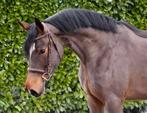 Zeer mooie en brave duitse rijpony E pony merrie 2022, Dieren en Toebehoren, Pony's, Springpony, 3 tot 6 jaar, Merrie, E pony (1.48m - 1.57m)