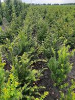 Taxus Baccata taxushaag Leverbaar in diverse maten vanf sept, Ophalen, Taxus, Minder dan 100 cm