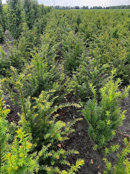 Taxus Baccata taxushaag Leverbaar in diverse maten vanf sept, Tuin en Terras, Planten | Struiken en Hagen, Taxus, Minder dan 100 cm