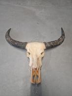 Buffelo buffel schedel groot decoratie wanddecoratie koe, Nieuw, Ophalen of Verzenden
