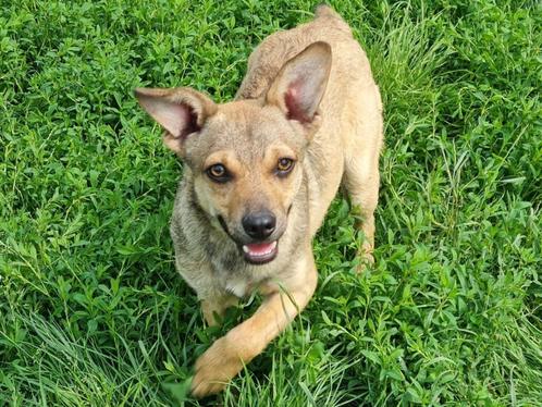 Cai is een vrolijke allemansvriend! Cai is in Nederland., Dieren en Toebehoren, Honden | Niet-rashonden, Middel, Reu, Particulier