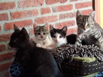 Prachtige cyperse kittens (prijs is MET vaccinatie en chip) beschikbaar voor biedingen