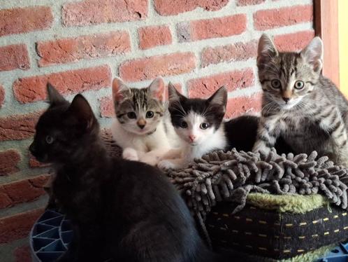 Prachtige cyperse kittens (prijs is MET vaccinatie en chip), Dieren en Toebehoren, Katten en Kittens | Overige Katten, Kortharig