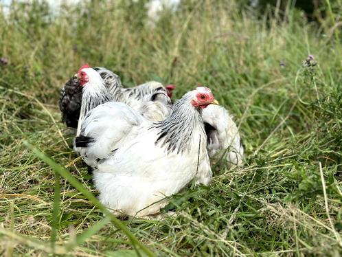 Cochin kriel kippen Wit-zwartcolumbia, gesekst en ingeënt, Dieren en Toebehoren, Pluimvee, Kip, Vrouwelijk