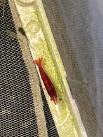 Garnalen gezocht, Dieren en Toebehoren, Kreeft, Krab of Garnaal
