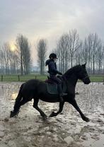 Goedkope plek voor paard gezocht in omgeving geldermalsen, Ophalen