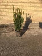 Taxus media Hillii diverse maten, Ophalen, Bloeit niet, Overige soorten, Volle zon