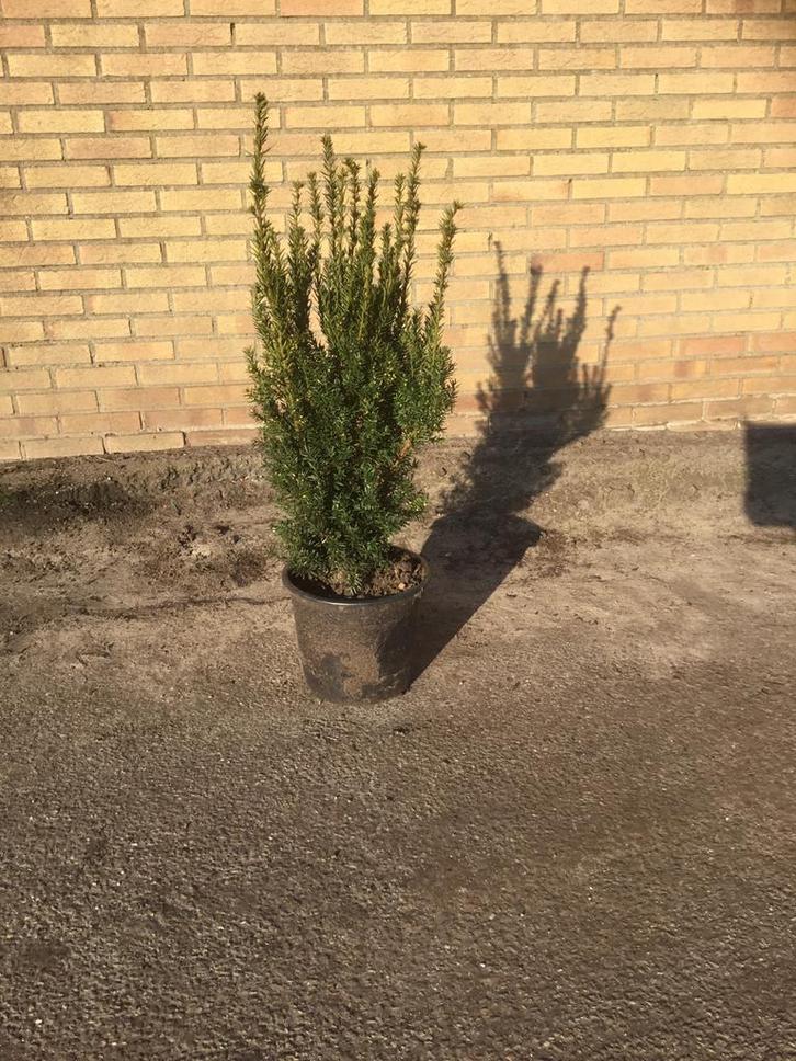 Taxus media Hillii diverse maten, Tuin en Terras, Planten | Tuinplanten, Overige soorten, Volle zon, Bloeit niet, Ophalen
