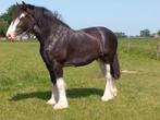 Drachtige Shire merrie, Dieren en Toebehoren, Paarden, Merrie, 170 tot 175 cm, Gechipt, 3 tot 6 jaar