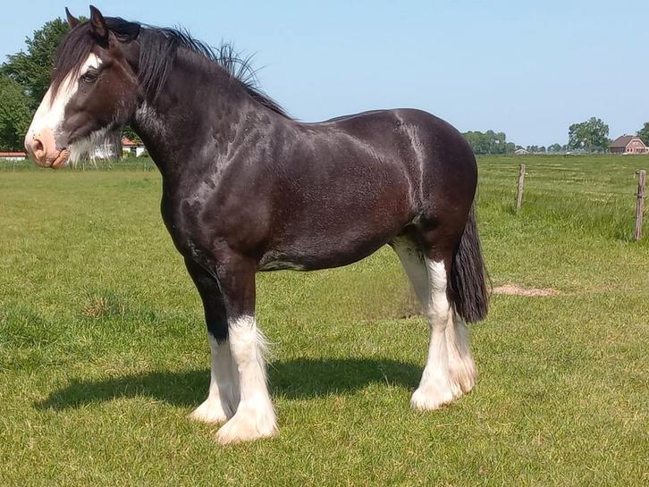Drachtige Shire merrie, Dieren en Toebehoren, Paarden, Merrie, 170 tot 175 cm, 3 tot 6 jaar, Met stamboom, Gechipt, Ontwormd, Ingeënt