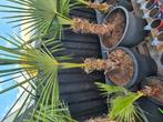 Palmbomen(trachycarpus fortunei), Volle zon, Vaste plant, Zomer, Ophalen