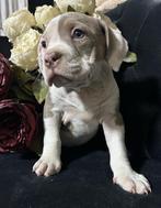 Old English bulldog - mogen meteen mee naar hun goude mand, Dieren en Toebehoren, Honden | Niet-rashonden, 8 tot 15 weken, Parvo