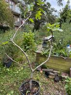 Vijgenboom Ghadanne uit Noord Marokko 4 jaar 1,7 meter, Ophalen, Lente, Volle zon, In pot