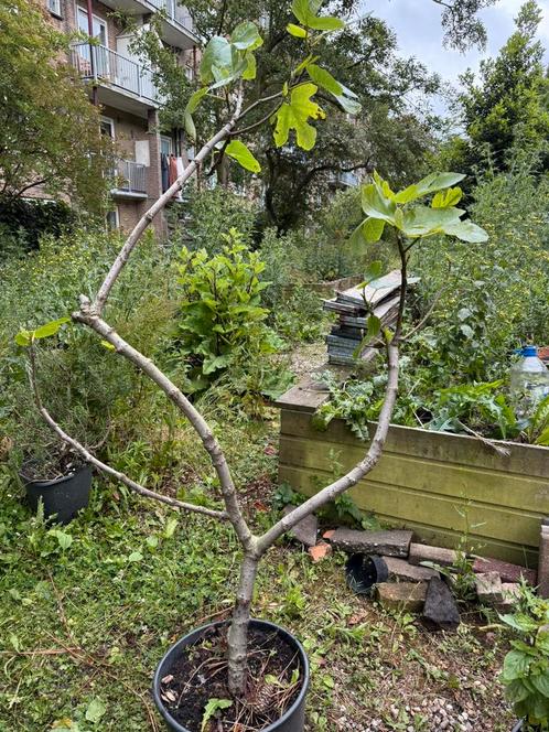 Vijgenboom Ghadanne uit Noord Marokko 4 jaar 1,7 meter, Tuin en Terras, Planten | Fruitbomen, Vijgenboom, 100 tot 250 cm, Volle zon
