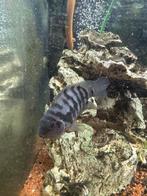 Zebra cichlide, Vis, Zoetwatervis