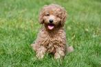 Dwergpoedel pups te koop, Dieren en Toebehoren, Poedel, Rabiës (hondsdolheid), 15 weken tot 1 jaar, Buitenland