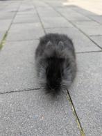 Lief leeuwenkop vrouwtjes konijn, Dieren en Toebehoren, Konijnen, Vrouwelijk